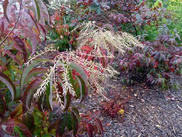 Фото Oxydendrum arboreum - :Wendy Cutler