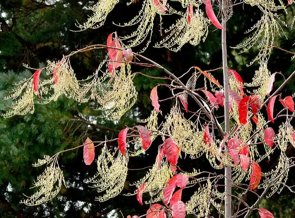 Фото Oxydendrum arboreum - :James Gaither