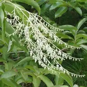 Фото Oxydendrum arboreum - Oxydendrum arboreum bloom and leaf detail:Debbie Roos