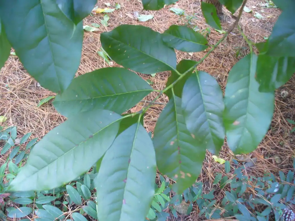 Фото Oxydendrum arboreum - Green leaves in the summer in Moore County:Susan Strine
