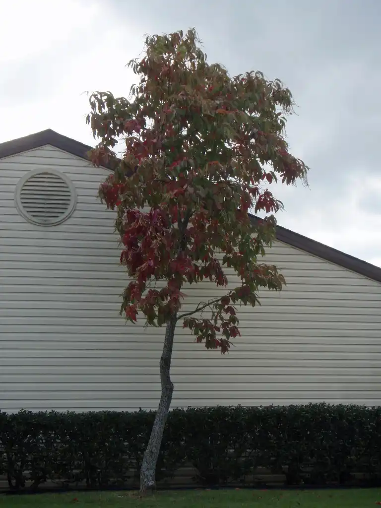 Фото Oxydendrum arboreum - Fall Tree:Jim Robbins