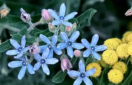 Фото Oxypetalum coeruleum (Oxypetalum coeruleums)