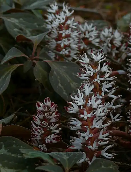 Foto de Pachysandra procumbens (Pachysandra procumbenss)