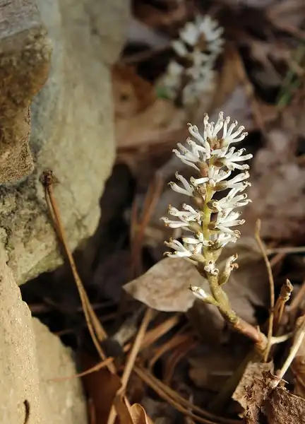 Foto de Pachysandra procumbens (Pachysandra procumbenss)