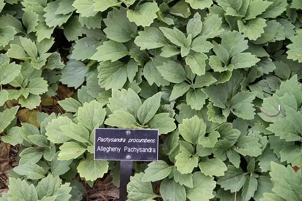 Foto de Pachysandra procumbens - Pachysandra procumbens:Jim, the Photographer