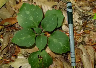 Foto de Pachysandra procumbens - Pachysandra procumbens:James Henderson, Golden Delight Honey, Bugwood.org