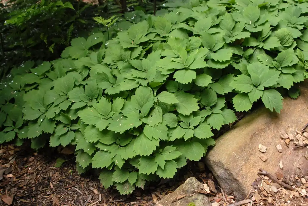 Foto de Pachysandra procumbens - Form (Biltmore, NC):Jim Robbins