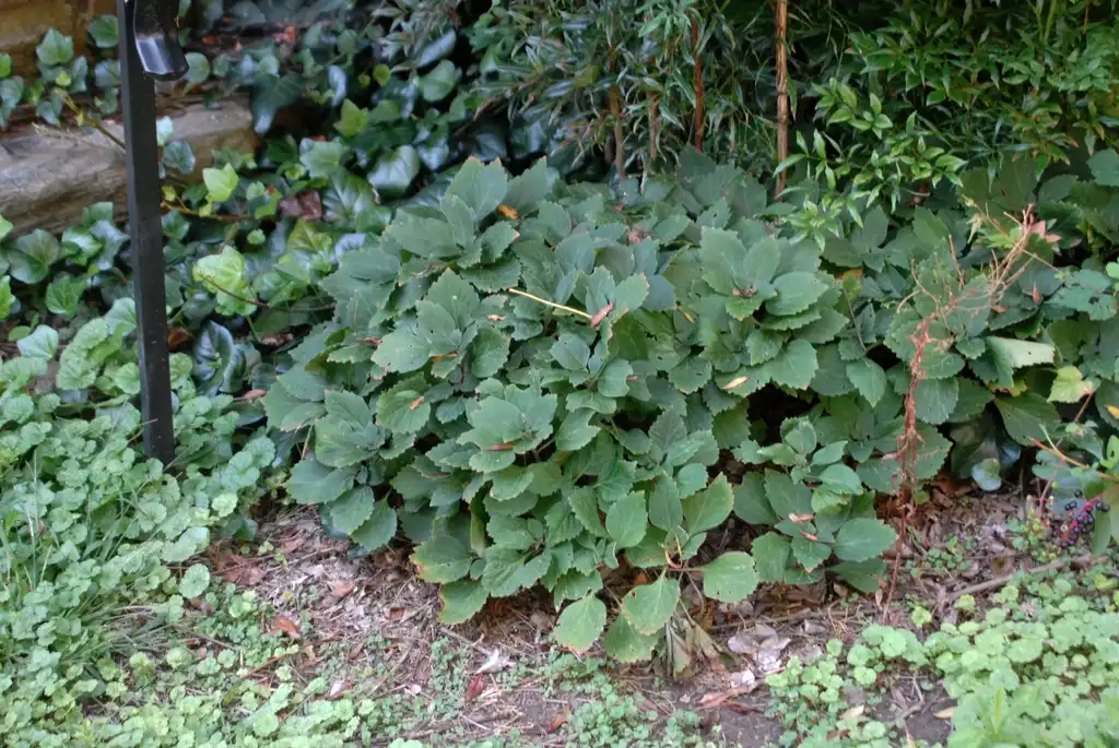 Foto de Pachysandra procumbens - Full Form:Jim Robbins