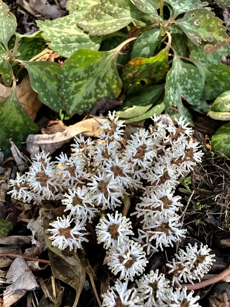 Foto de Pachysandra procumbens - Bloom (Haywood County,NC)-Spring:Patty Felder