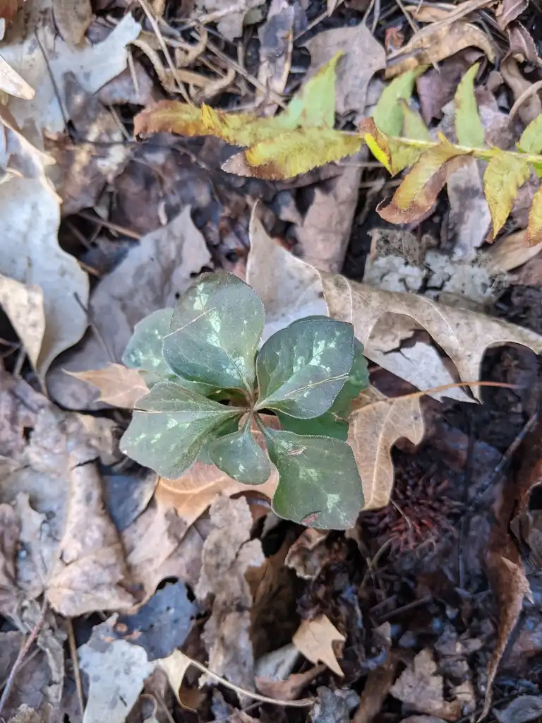 Foto de Pachysandra procumbens - Leaves (Cabarrus County, NC)-Late Winter:Hope Duckworth