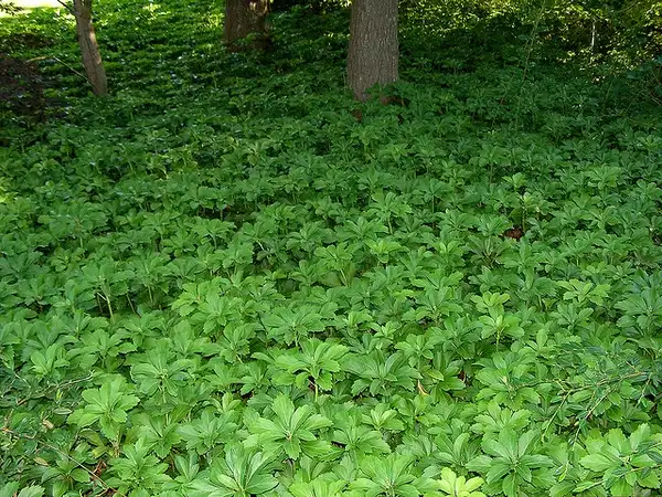 Photo of Pachysandra terminalis (Pachysandra terminaliss)