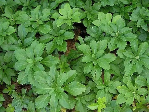 Photo of Pachysandra terminalis (Pachysandra terminaliss)