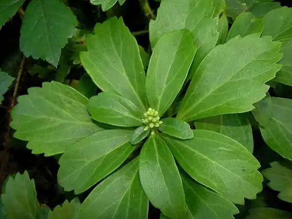 Photo of Pachysandra terminalis - Leaves:Carl Lewis