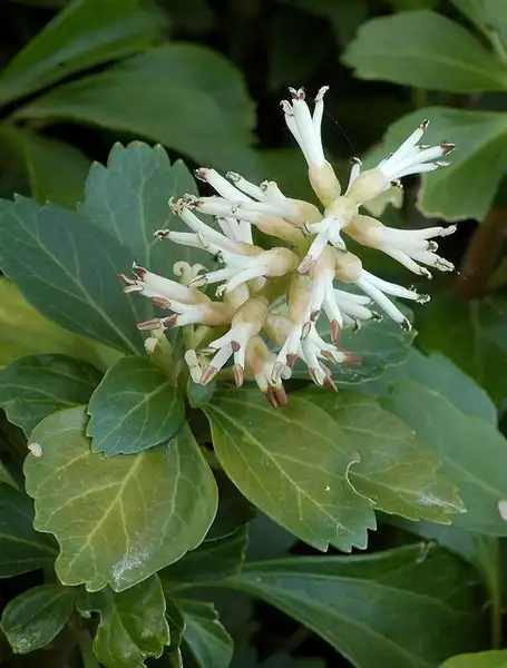Photo of Pachysandra terminalis - Flowers:Autan