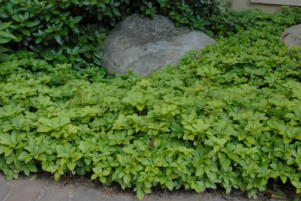 Photo of Pachysandra terminalis - Form (Ashville, NC):Jim Robbins