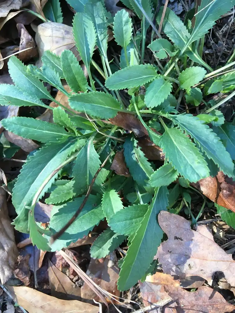 Foto de Packera anonyma (Packera anonymas)