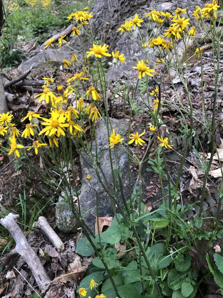 Photo of Packera aurea (Packera aureas)
