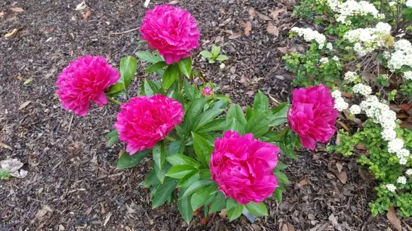 Photo of Paeonia hybrids (Paeonia hybridss)