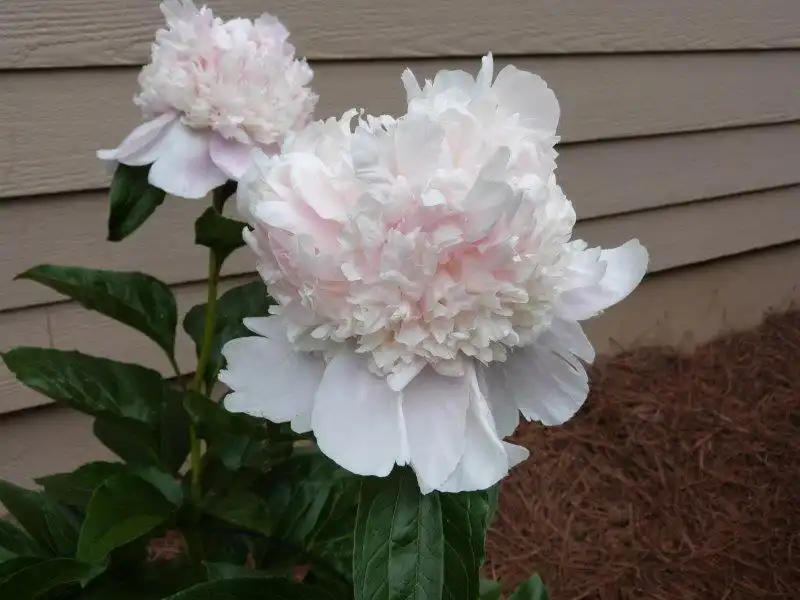 Photo of Paeonia hybrids (Paeonia hybridss)