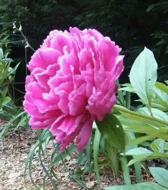 Photo of Paeonia hybrids - Paenonia lactifloria:Jan Huffman