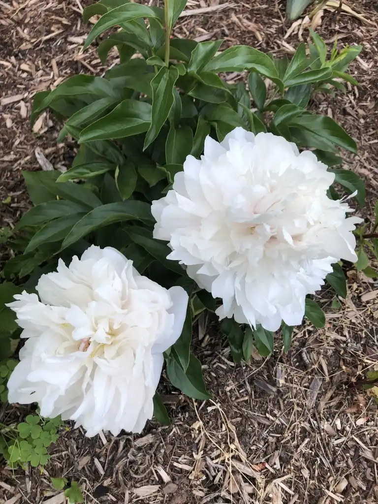 Photo of Paeonia hybrids - Flower (Wake County, NC):Cathy Dewitt