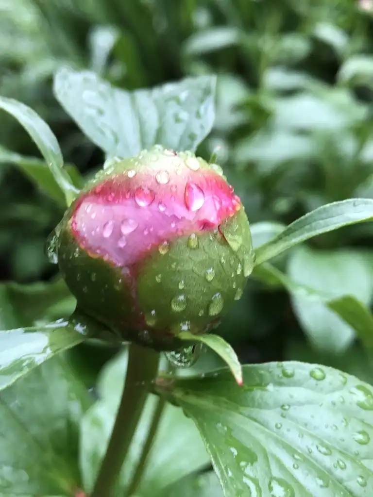 Фото Paeonia lactiflora (Paeonia lactifloras)