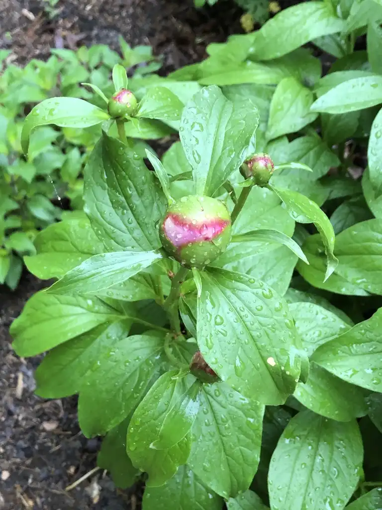 Фото Paeonia lactiflora (Paeonia lactifloras)
