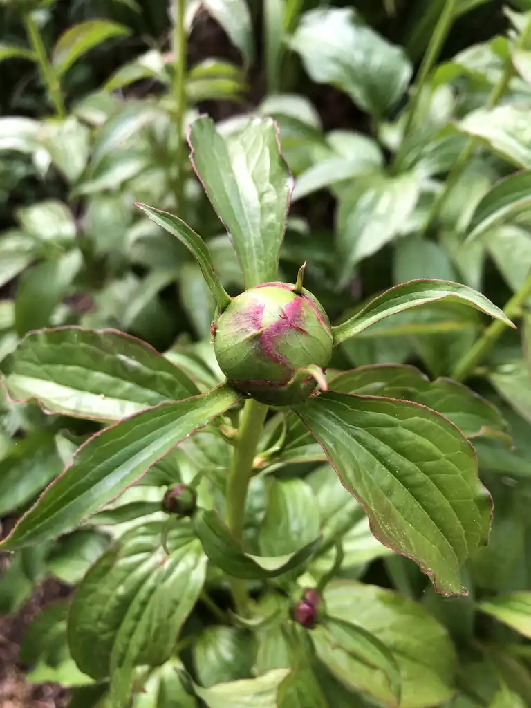 Фото Paeonia lactiflora - 'Cora Stubbs' buds (Warren County,NC)-Mid Spring:Cathy Dewitt