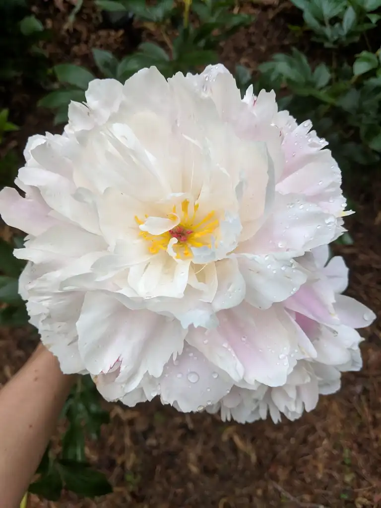 Фото Paeonia lactiflora - White Flower Detail (Cabarrus County, NC)-Spring:Hope Duckworth