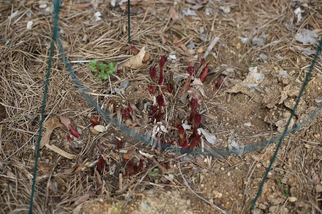 Фото Paeonia lactiflora - Emerging Stems (Cabarrus County,NC):Hope Duckworth