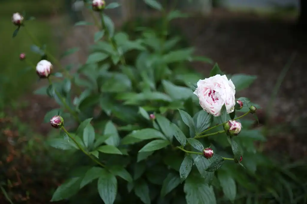 Фото Paeonia lactiflora - Whole plant (Cabarrus County,NC):Hope Duckworth