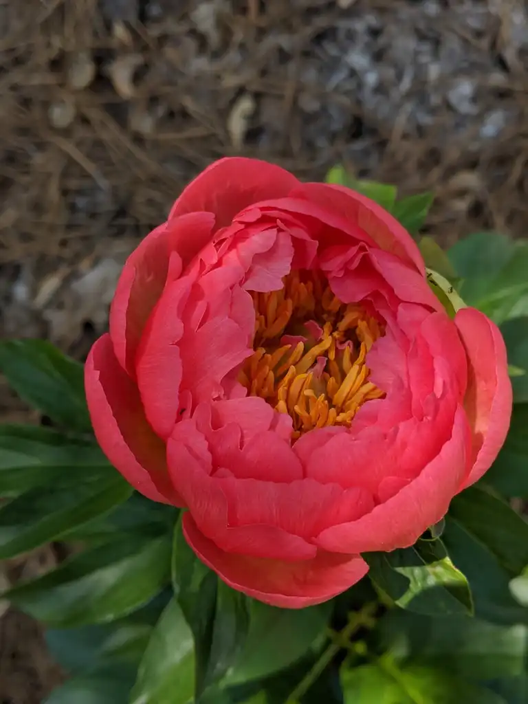 Фото Paeonia lactiflora - Red Flower Detail (Cabarrus County, NC):Hope Duckworth