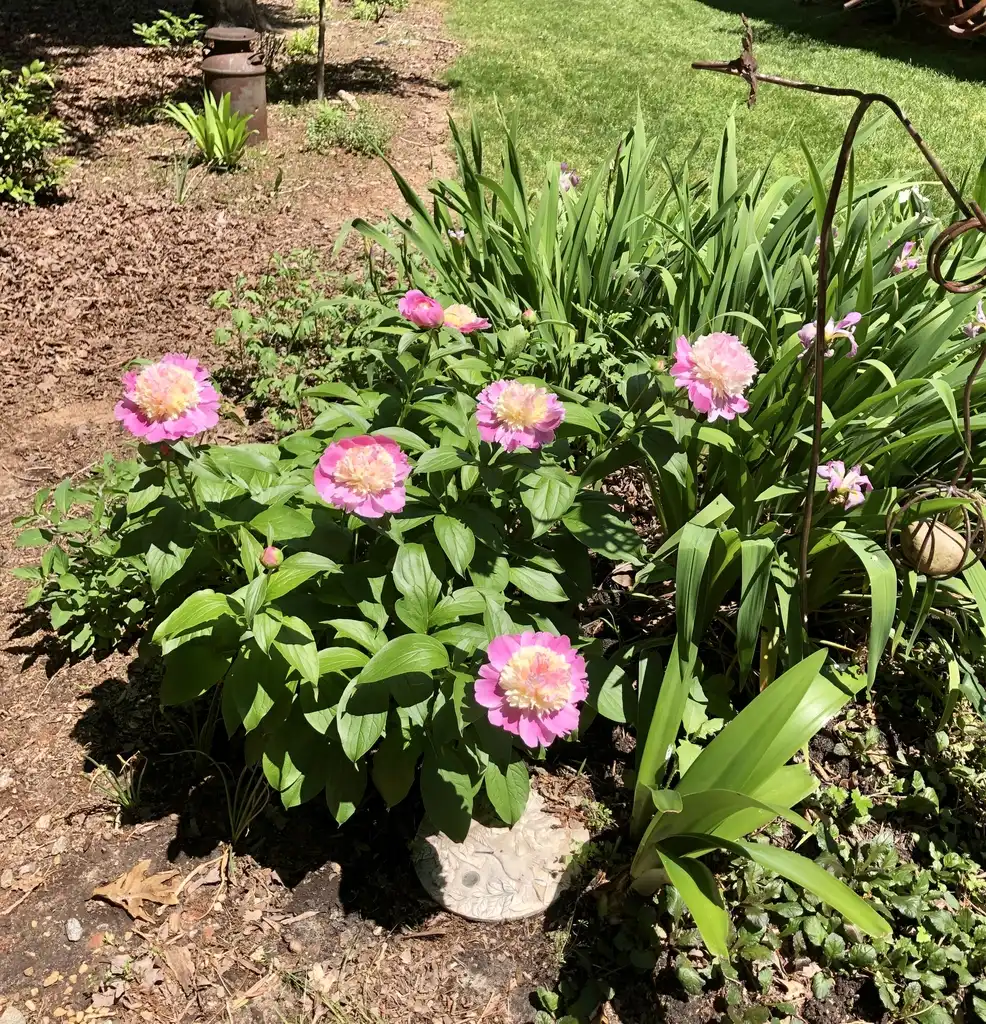 Фото Paeonia lactiflora - 'Cora Stubbs' Garden (Warren County,NC):Cathy Dewitt