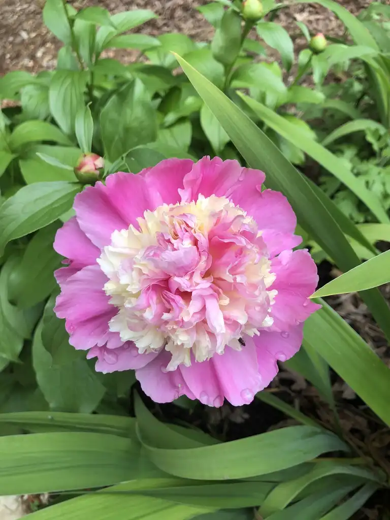 Фото Paeonia lactiflora - Pink Flower (Warren County):Cathy Dewitt