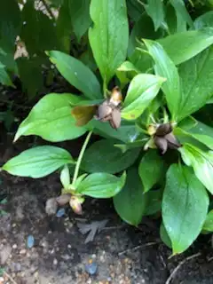 Фото Paeonia lactiflora - 'Cora Stubbs' Seed Pods (Warren County,NC)-Late Summer:Cathy Dewitt