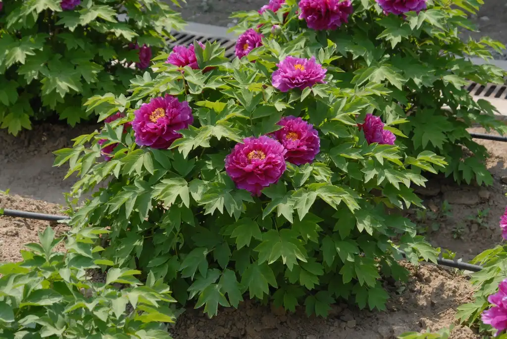 Photo of Paeonia suffruticosa (Paeonia suffruticosas)