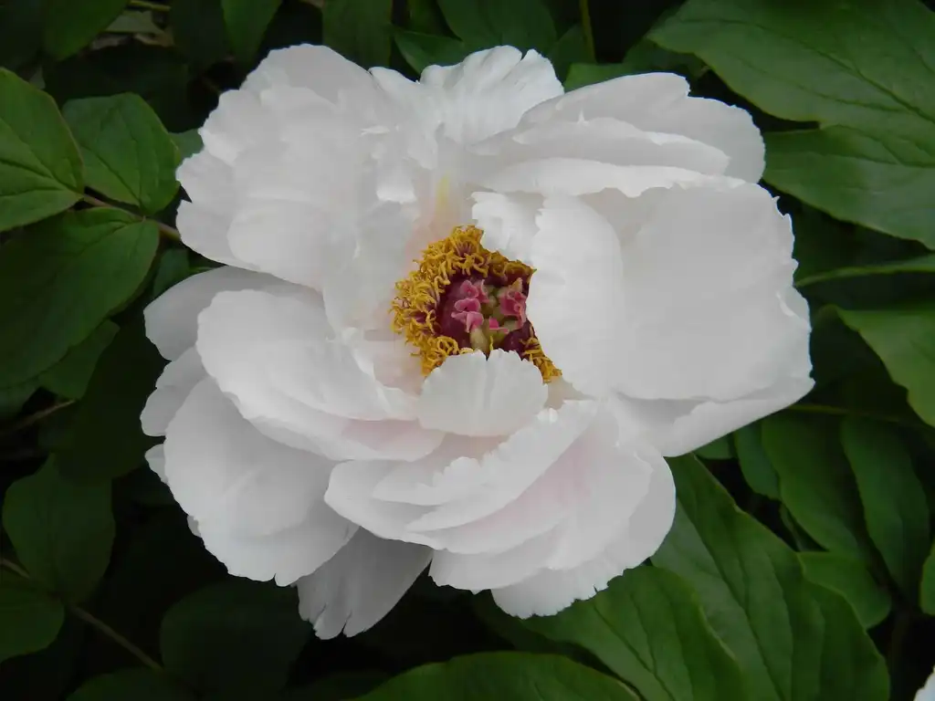 Photo of Paeonia suffruticosa (Paeonia suffruticosas)