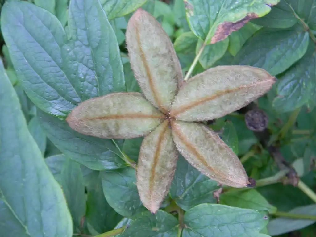 Photo of Paeonia suffruticosa - Leaf (Buncombe County, NC):Randy Harter