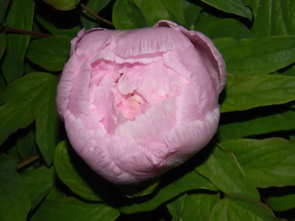 Photo of Paeonia suffruticosa - Flower petals (Buncombe County, NC):Randy Harter