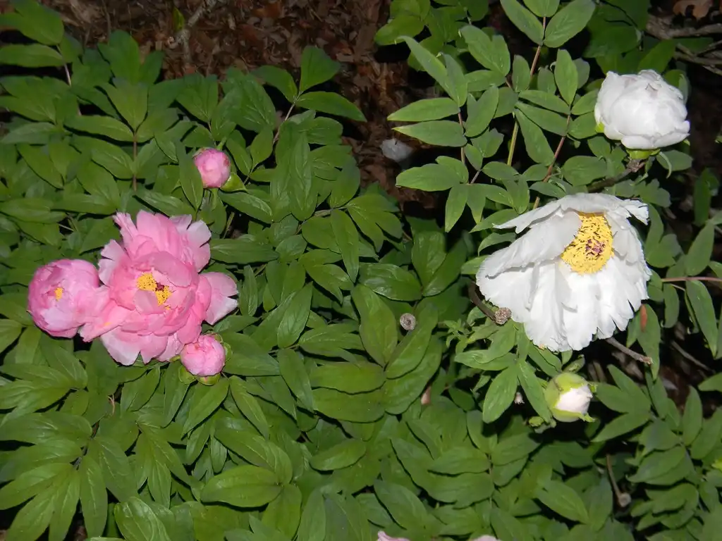 Photo of Paeonia suffruticosa - Flower and leaves (Buncombe County, NC):Randy Harter