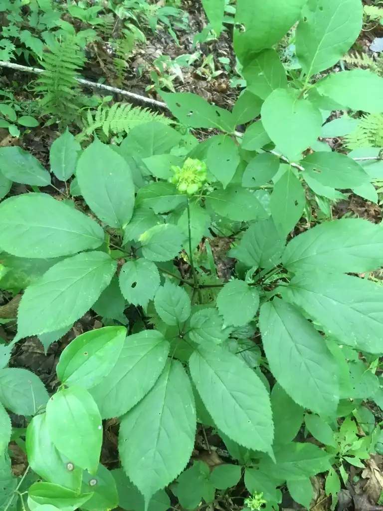 Photo of Panax quinquefolius (Panax quinquefoliuss)