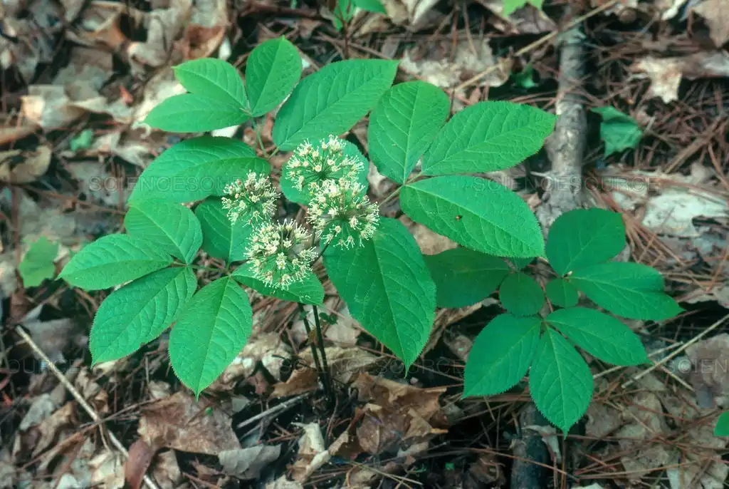 Photo of Panax quinquefolius (Panax quinquefoliuss)