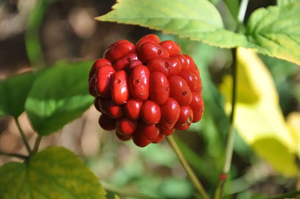 Photo of Panax quinquefolius - Fruit:Drginseng