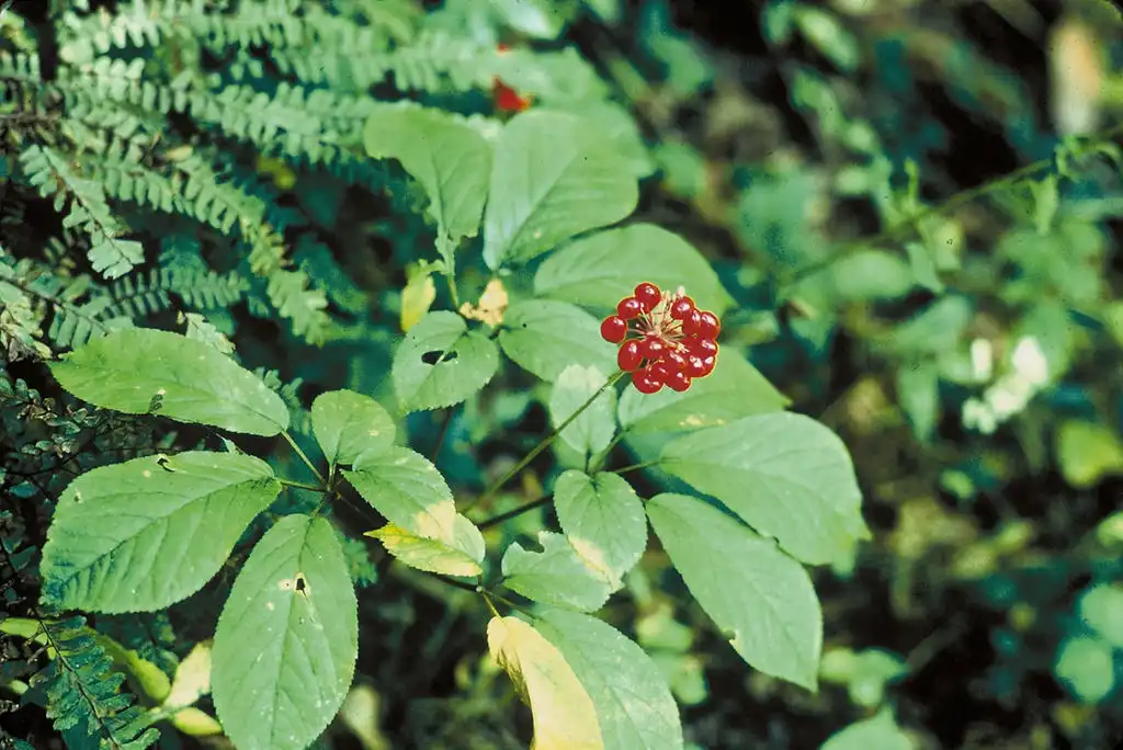 Photo of Panax quinquefolius - Plant:US Government Employeee