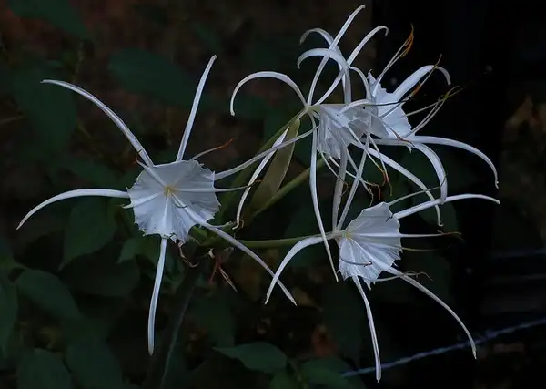Photo of Pancratium maritimum (Pancratium maritimums)