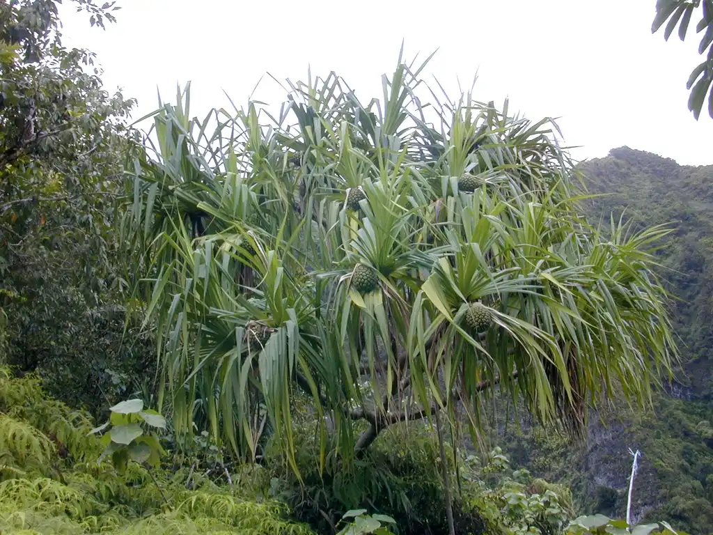 Фото Pandanus tectorius (Pandanus tectoriuss)