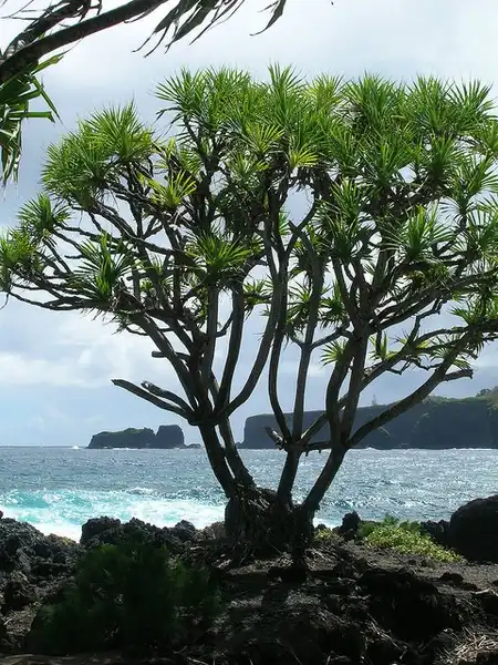 Фото Pandanus tectorius (Pandanus tectoriuss)