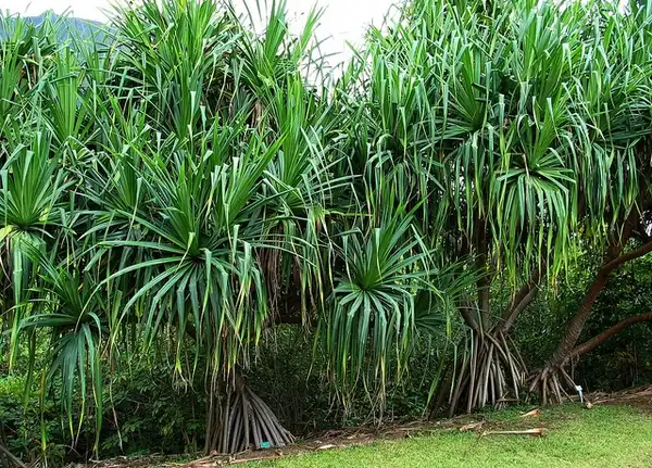 Фото Pandanus tectorius - Form: