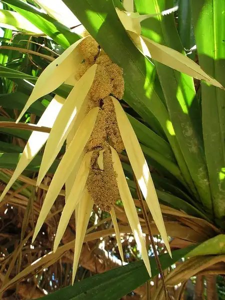 Фото Pandanus tectorius - Bracts and male flowers: