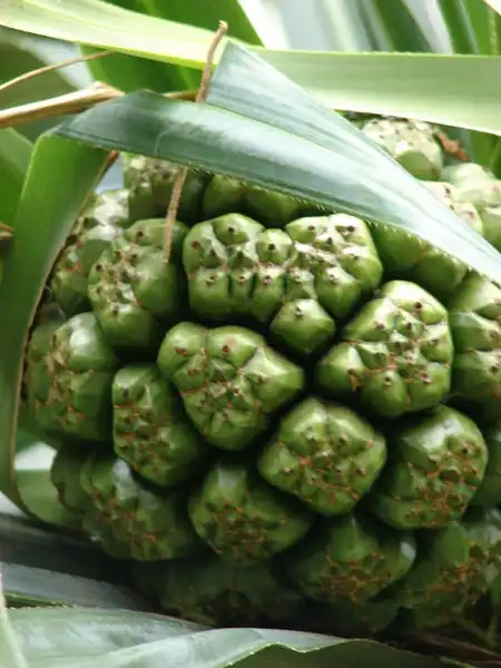 Фото Pandanus tectorius - Fruit: